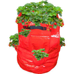 St Helens Strawberry Grow Bag 43L - thumbnail 3