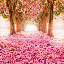 Origin Murals Blossom Tree Pink Wall Mural - thumbnail 2