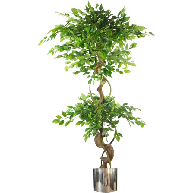 Leaf Japanese Fruticosa Ficus Artificial Tree in Silver Planter 5ft - image 1