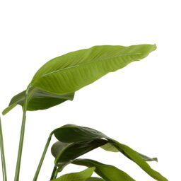 Green Travellers Artificial Palm Tree 150cm - thumbnail 4