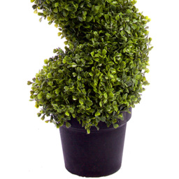 3ft Boxwood Spiral Topiary Tree - thumbnail 3