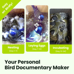 Birdfy Ebony Lite Waterproof Smart Bird House with 1080p FHD Camera - thumbnail 4
