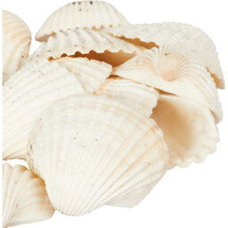 Natural Shells in Net Bag 458g - thumbnail 3