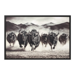 Black Charging Bisons Framed Gloss Art