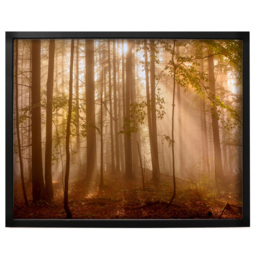 Laura Ashley Sunlit Trees Black Frame Wall Art 70 x 100cm - thumbnail 1