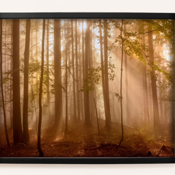 Laura Ashley Sunlit Trees Black Frame Wall Art 70 x 100cm - thumbnail 4