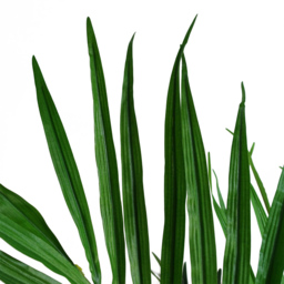 Leaf Kentia Palm Artificial Tree 130cm - thumbnail 3