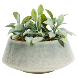 Faux Senecio in Reactive Glaze Pot - Green - thumbnail 2