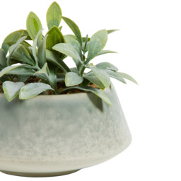 Faux Senecio in Reactive Glaze Pot - Green - thumbnail 3
