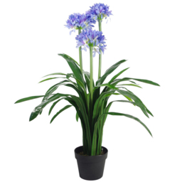 Leaf Blue Flower Agapanthus Plant in Pot 90cm