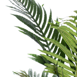 5ft Areca Palm Tree - thumbnail 2