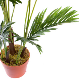 5ft Areca Palm Tree - thumbnail 3