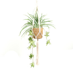 Spider Plant in Water Hyacinth Basket - thumbnail 1