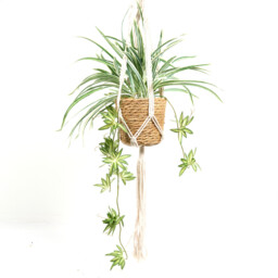 Spider Plant in Water Hyacinth Basket - thumbnail 2