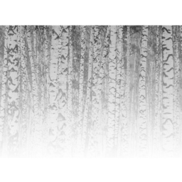 A.S Creation Birch Forest 1 Digital Wall Mural - thumbnail 2