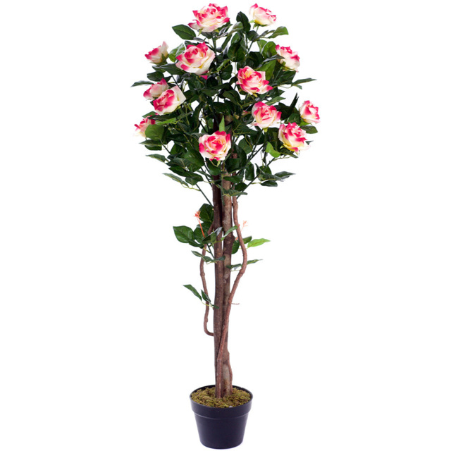 4ft Multi-Coloured Rose Plant - image 1