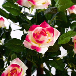 4ft Multi-Coloured Rose Plant - thumbnail 3