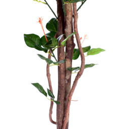 4ft Multi-Coloured Rose Plant - thumbnail 4