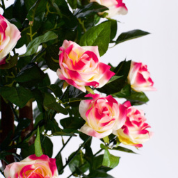 4ft Multi-Coloured Rose Plant - thumbnail 2