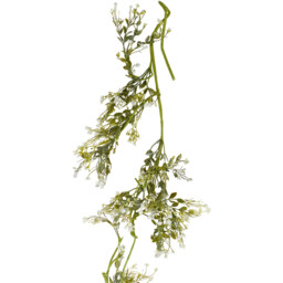 Gypsophila Spray - Green - thumbnail 2