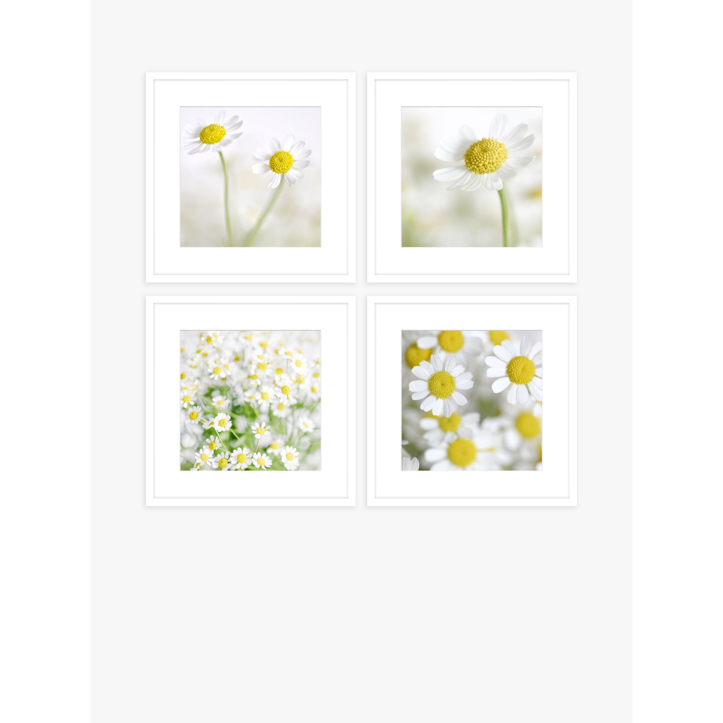 Print Punk Studio - 'Summer Daisies' Framed Print & Mount, Set of 4, 42 x 42cm, White/Yellow - image 1