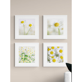 Print Punk Studio - 'Summer Daisies' Framed Print & Mount, Set of 4, 42 x 42cm, White/Yellow - thumbnail 2