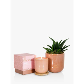 The Little Botanical Pink Cashmere Candle Gift Set