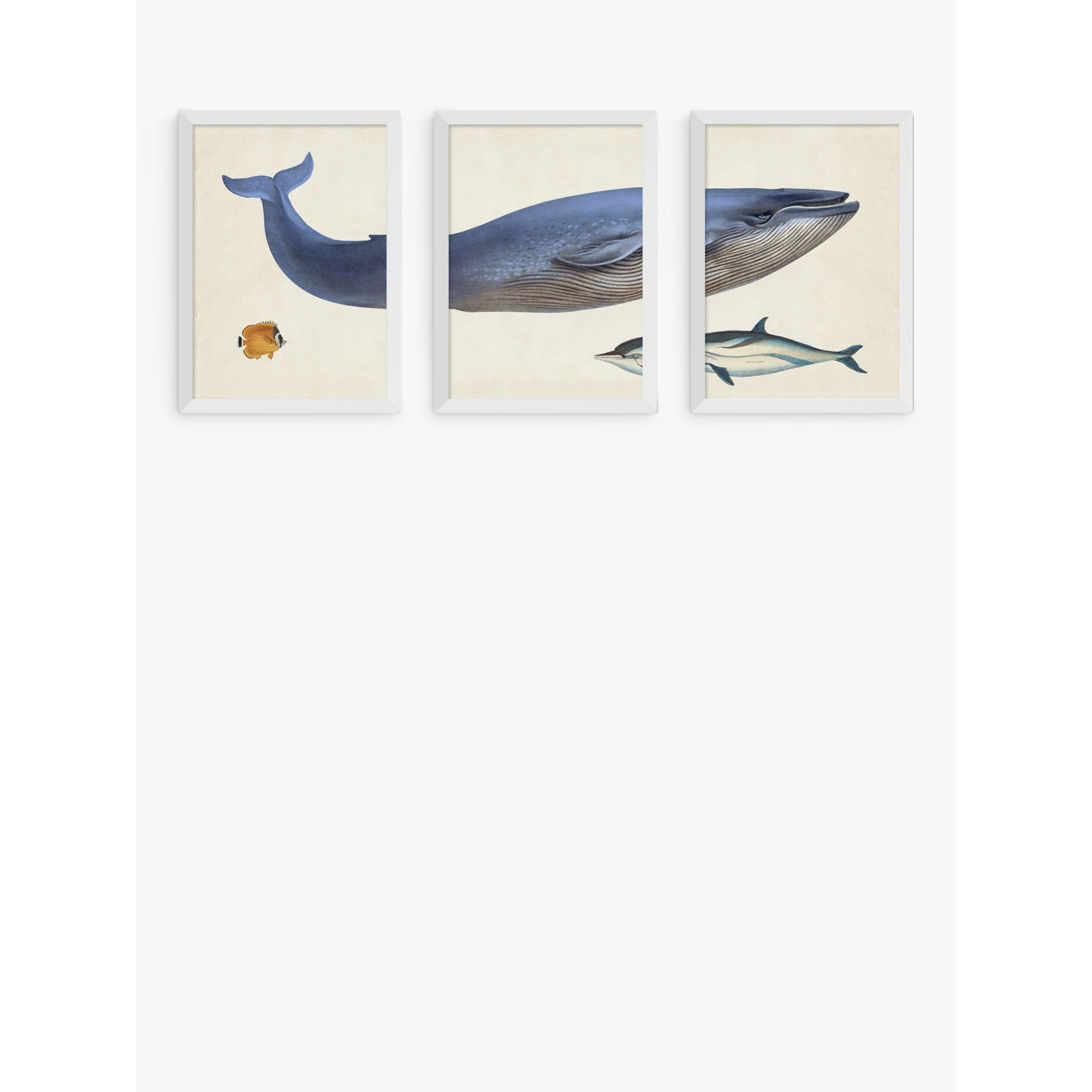 EAST END PRINTS Natural History Museum 'Whale' Framed Print, Set of 3 - image 1