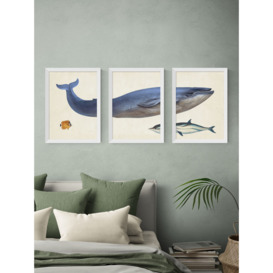 EAST END PRINTS Natural History Museum 'Whale' Framed Print, Set of 3 - thumbnail 2