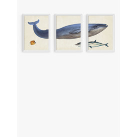 EAST END PRINTS Natural History Museum 'Whale' Framed Print, Set of 3 - thumbnail 1