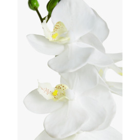 John Lewis Artificial Small White Orchid in Ceramic Pot - thumbnail 2
