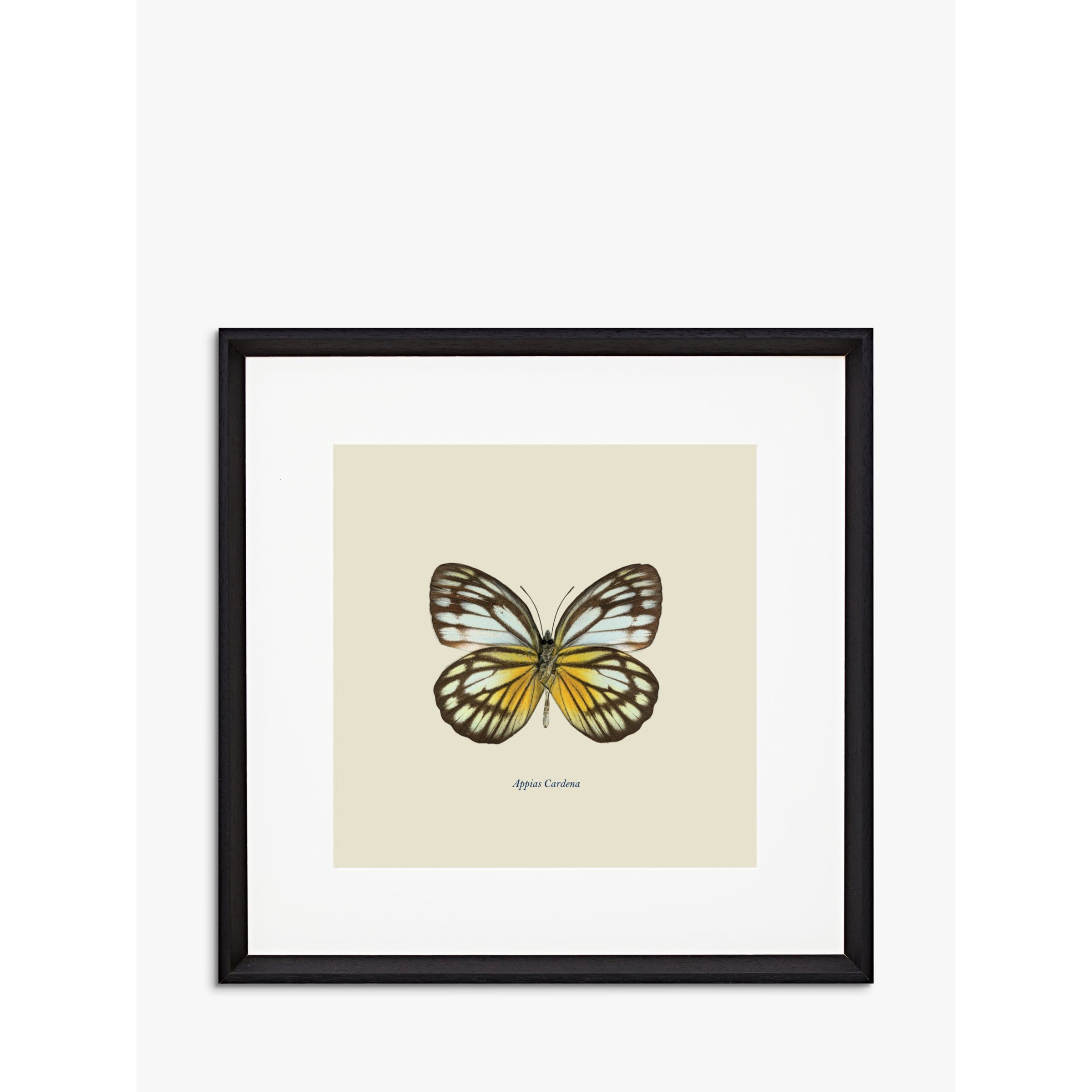 Appias Cardena Butterfly - Framed Print & Mount, 45.5 x 45.5cm, Yellow/Multi - image 1