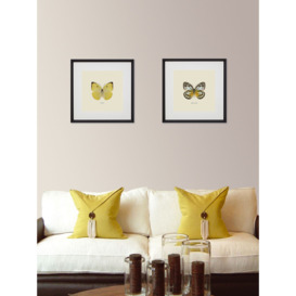 Appias Cardena Butterfly - Framed Print & Mount, 45.5 x 45.5cm, Yellow/Multi - thumbnail 3