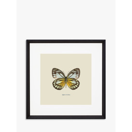 Appias Cardena Butterfly - Framed Print & Mount, 45.5 x 45.5cm, Yellow/Multi - thumbnail 1