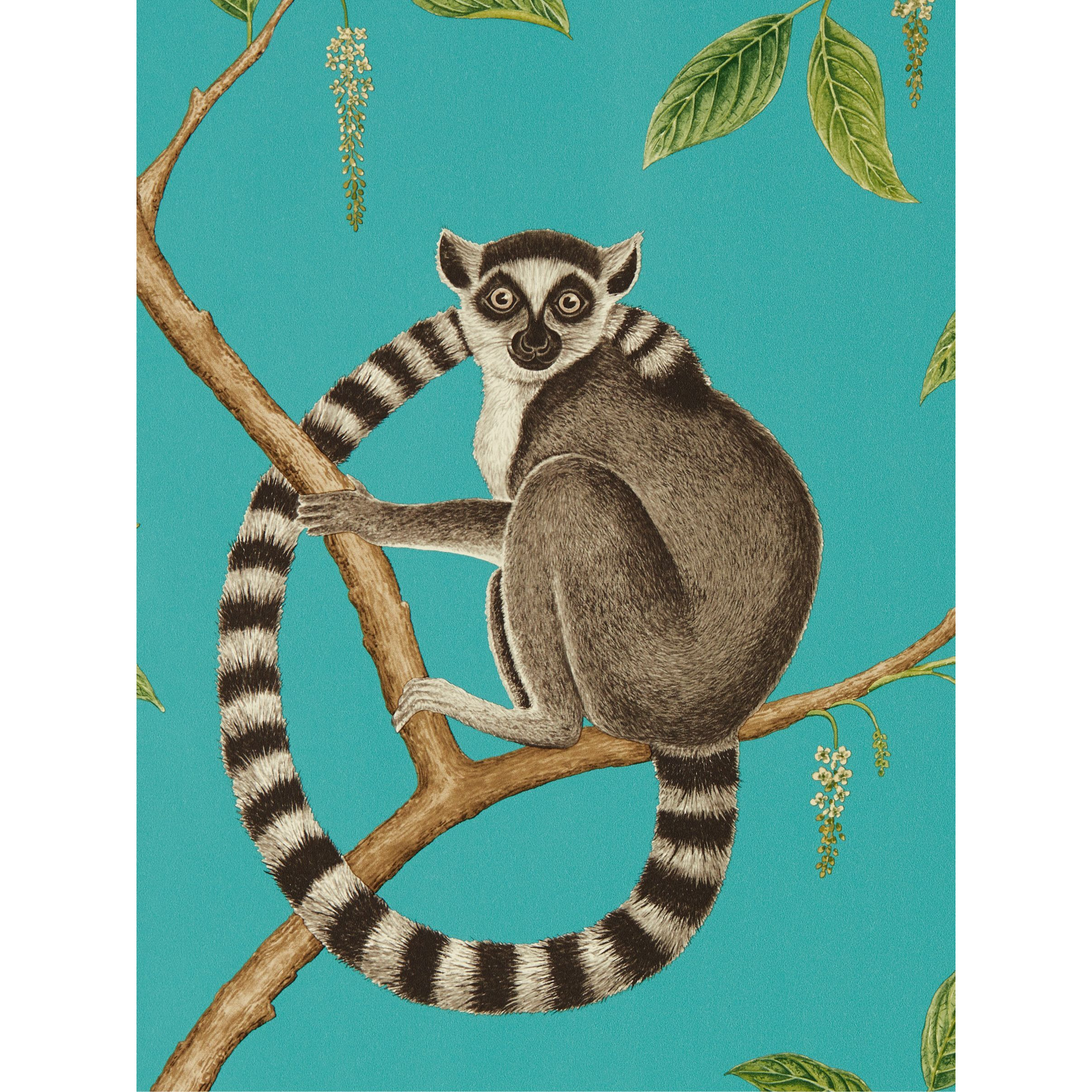 Sanderson Ringtailed Lemur Wallpaper