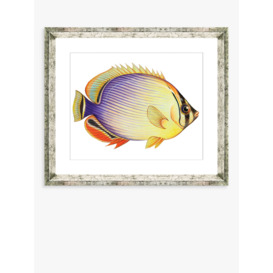 Tropical Fish 2 - Framed Print & Mount, 36 x 46cm, Yellow/Multi