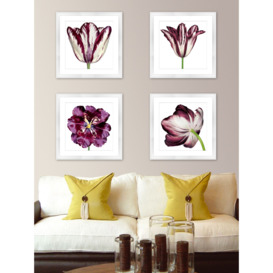 Burgundy Tulip 3 - Framed Print & Mount, 56 x 56cm, Burgundy - thumbnail 3