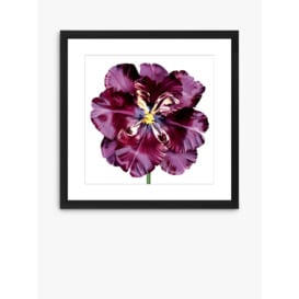 Burgundy Tulip 3 - Framed Print & Mount, 56 x 56cm, Burgundy - thumbnail 1