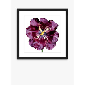 Burgundy Tulip 3 - Framed Print & Mount, 56 x 56cm, Burgundy