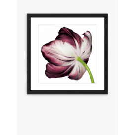 Burgundy Tulip 4 - Framed Print & Mount, 56 x 56cm, Burgundy
