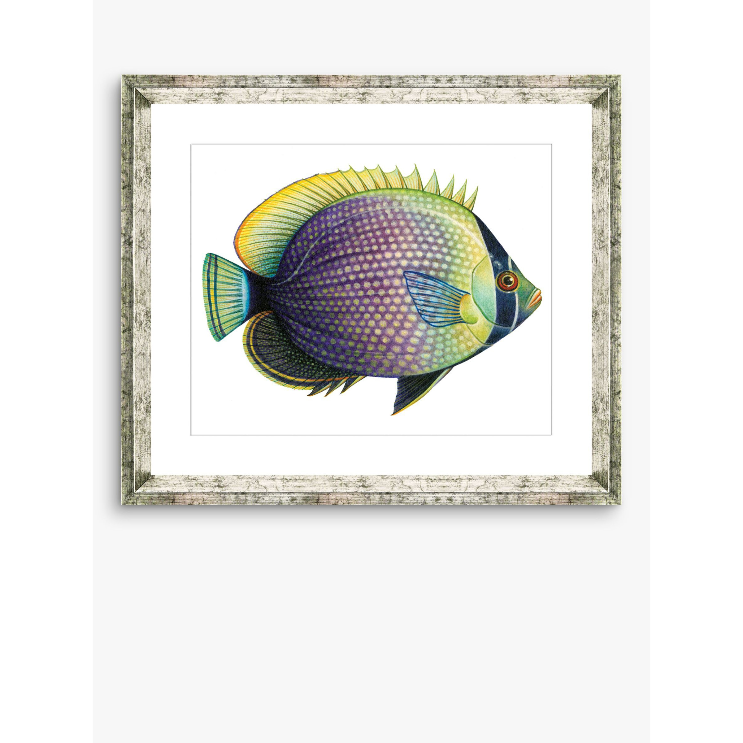 Tropical Fish 6 - Framed Print & Mount, 36 x 46cm, Purple/Yellow - image 1