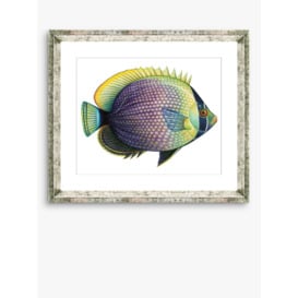 Tropical Fish 6 - Framed Print & Mount, 36 x 46cm, Purple/Yellow - thumbnail 1