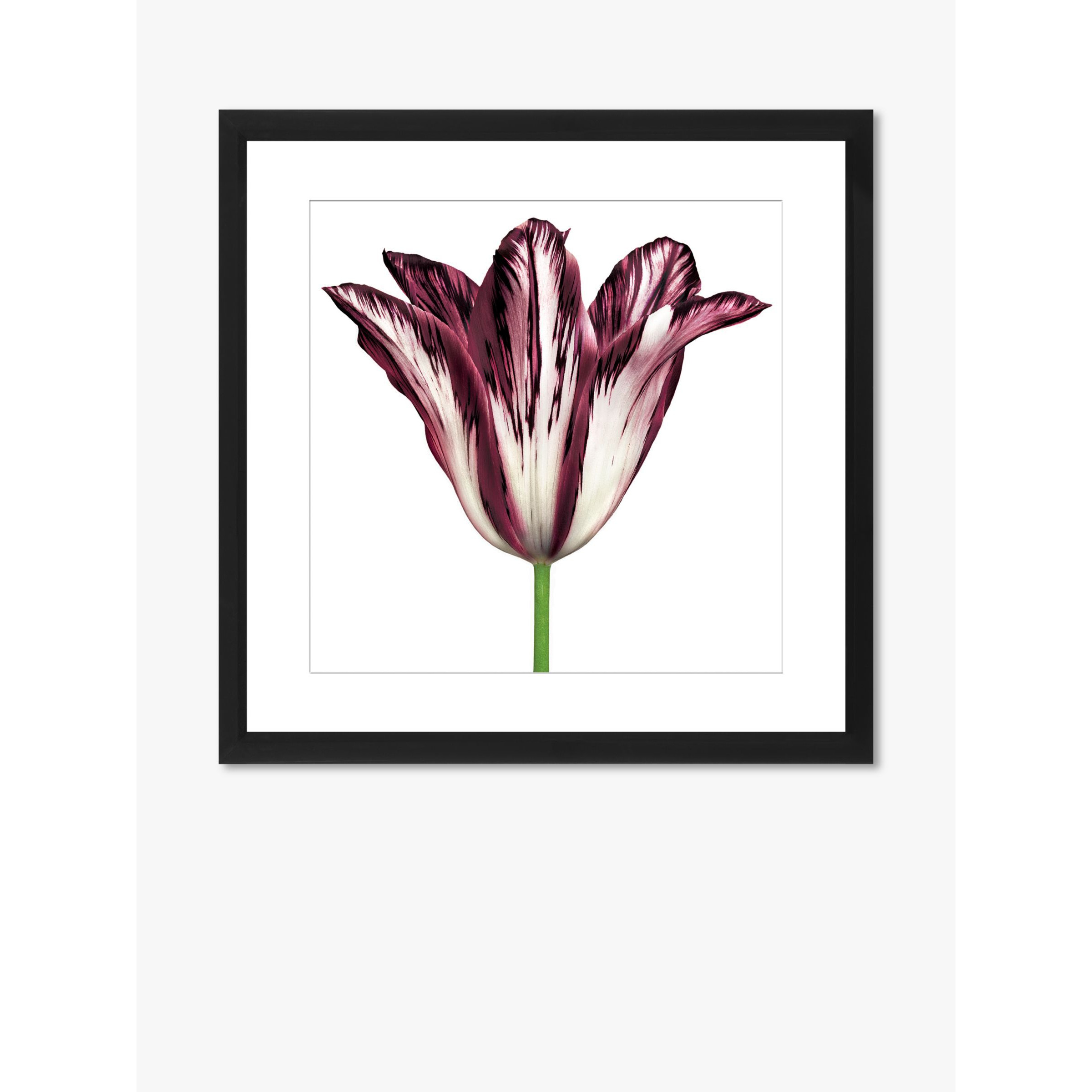 Burgundy Tulip 2 - Framed Print & Mount, 56 x 56cm, Burgundy - image 1