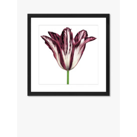 Burgundy Tulip 2 - Framed Print & Mount, 56 x 56cm, Burgundy