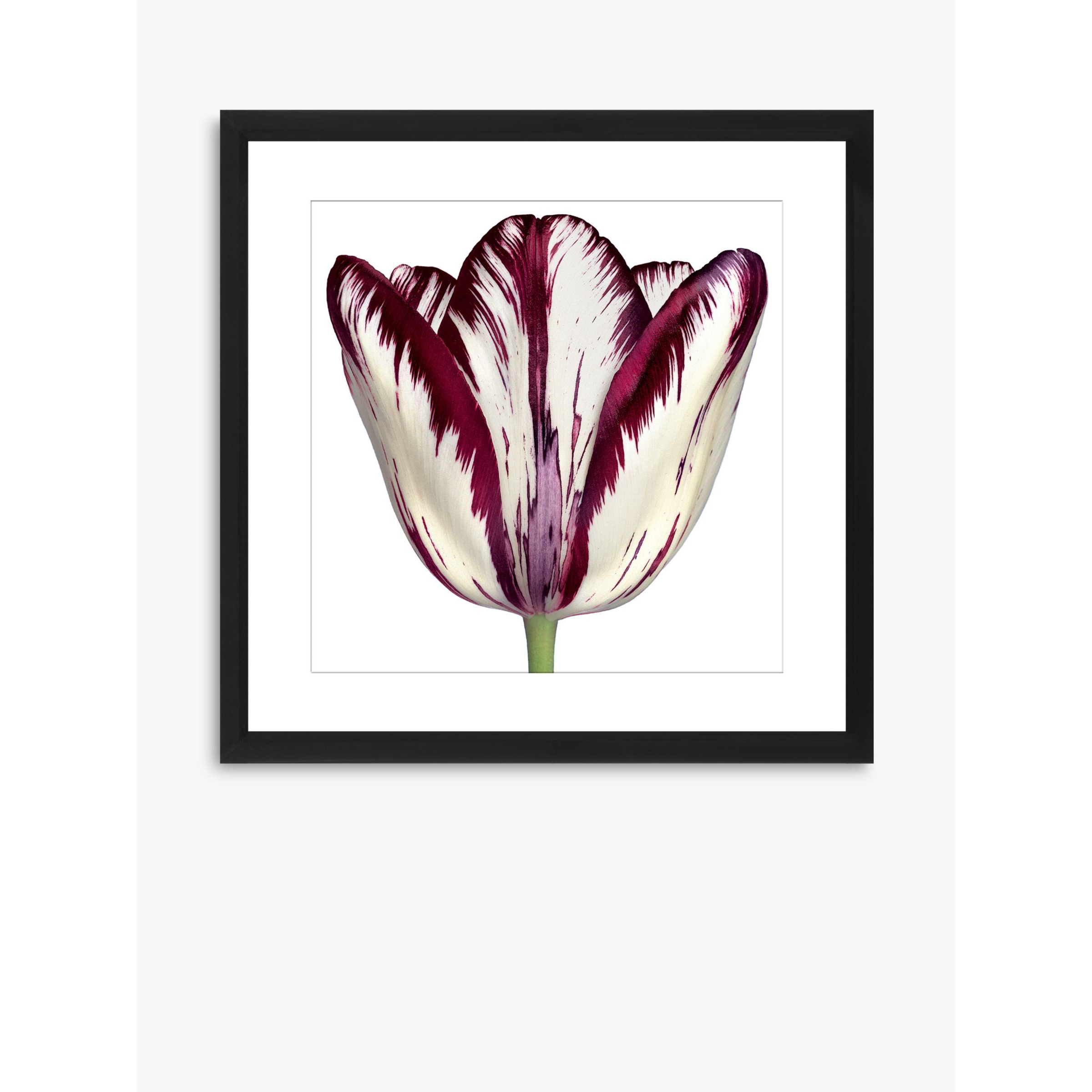 Burgundy Tulip 1 - Framed Print & Mount, 56 x 56cm, Burgundy - image 1