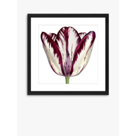 Burgundy Tulip 1 - Framed Print & Mount, 56 x 56cm, Burgundy