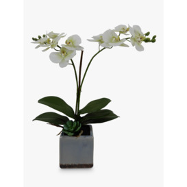 John Lewis Artificial Orchid in Ceramic Planter
