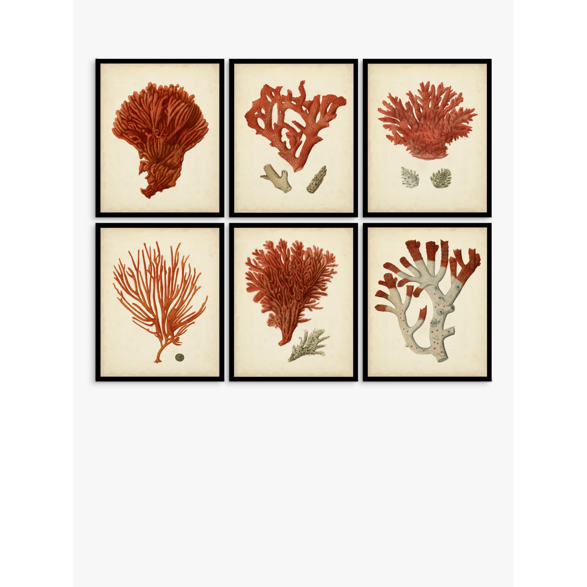 Red Coral - Framed Print & Mount, Set of 6, 32 x 26cm, Red - image 1