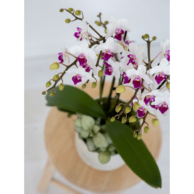 The Little Botanical Marble Orchid & Greenery Planter - thumbnail 3
