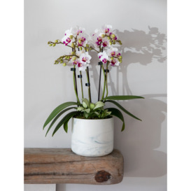 The Little Botanical Marble Orchid & Greenery Planter - thumbnail 2